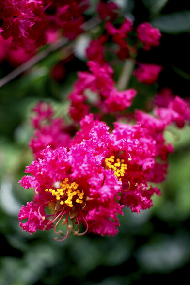 This is a photo of crape myrtle inflorescence, which basically means blooming. The blooms are fuchsia "petals" which look a lot like brightly colored leaf lettuce. Yellow circular structures on tiny stalks appear in bunches within.