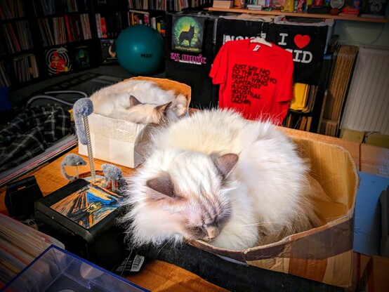 Holy Birman cats Emil & Milo sleeping in the cardboard boxes. 