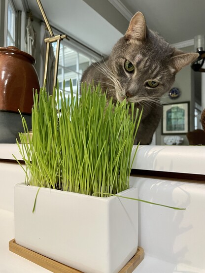 A white rectangle dish with cat grass growing in it, which is now about 4" tall. A gray cat with green eyes is surveying the cat grass.