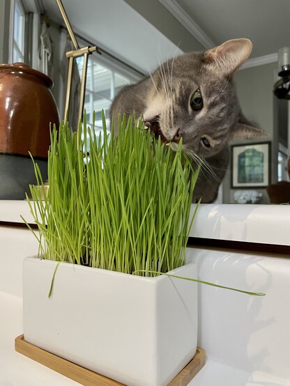 A gray cat, mouth open, is going in for a big bite on the cat grass growing on the kitchen counter.