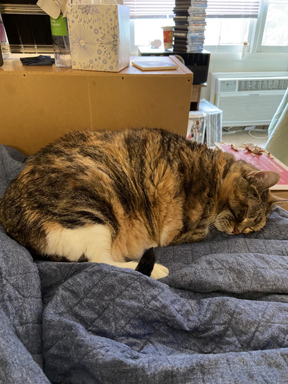 Standard status of Eva the Queen Kitty