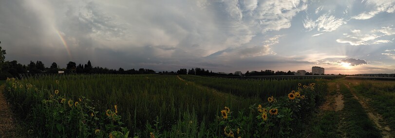 Panoramafoto von einem Feld mit Himmel. Sonnenblumen im Vordergrund, rechts Sonne hinter einer Wolke mit Krepuskularszrahlen, links Regenbogen.
