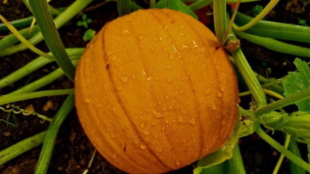 A wet pumpkin