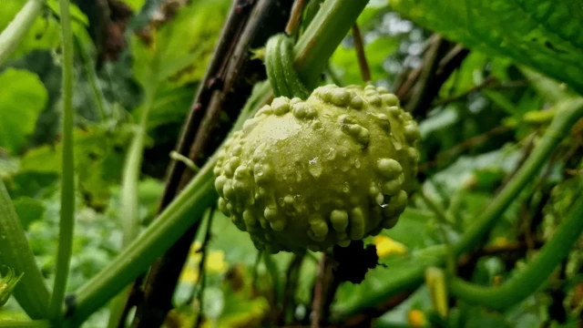 Another wet pumpkin