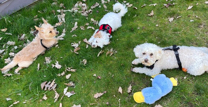 Three little dogs on the grass, plus a blue platypus dog toy.  