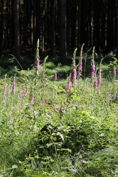 Alot of purple blossoming foxglove plants on a glade in front of the dark forest in the background. Some of the foxgloves are taller than one meter.