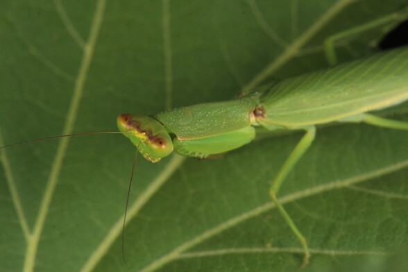 Close up view of a green praying mantis head and thorax, with abdomen out of the focal plane, standing on a leaf