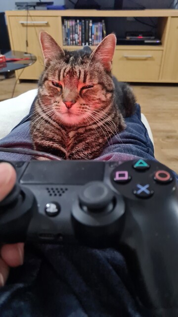 Captain Jack, a grey tabby cat, lies on my lap facing me with his face lit up slightly by the red glow of a Playstation games controller.