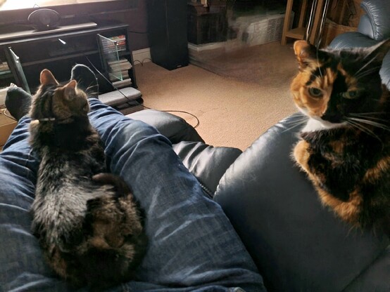 Two cats sit with me while I play console games. Captain Jack, a grey tabby cat, is stretched along my legs and Maisy, a calico cat, lies next to me on the arm of my chair looking towards me.