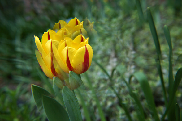 A single yellow Rembrandt tulip striped with red, photographed using a prism filter into a one flower surreal bouquet.