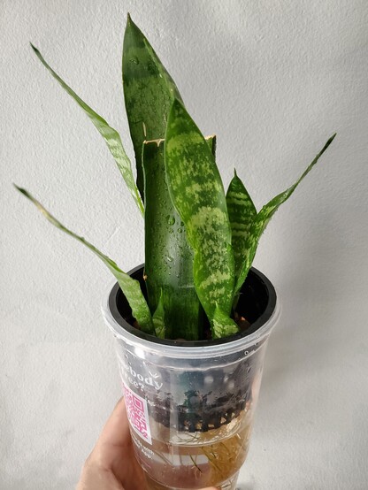 Makeshift hydroponic setup out of an upcycled Dunkin Donuts.