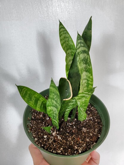 Snake plant in its new happy home.