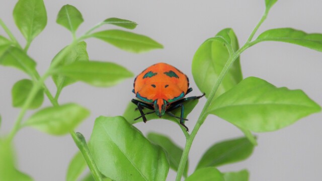 Large orange jewel bug with metallic green mottling standing on a leaf, surrounded by other leaves on a flat grey background.