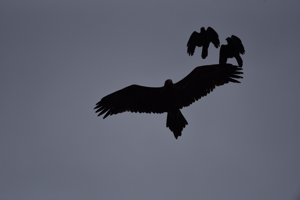 Silhouette of a Wedge-tailed eagle wings spread fully with two magpies hovering over one of the eagles wings. The image has not been digitally processed and because of the ambient lighting it has presented in monochrome. It works 