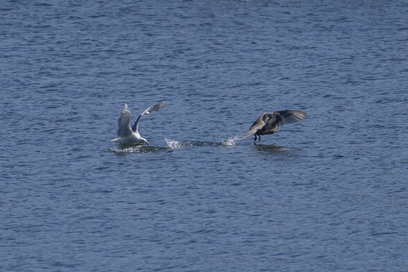 An adult Glaucous-winged Gull landing on the water very close to an immature one, which is taking off in the other direction