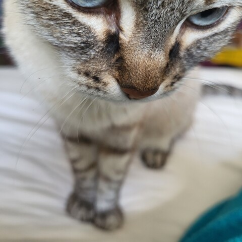 Nahaufnahme einer cremeweißgraugetigerten Katze mit blauen Augen. Sie steht auf einem weißen Laken mit Blick nach unten. Man sieht nur ihre Augen, Nase und Vorderpfoten wie eine Hinterpfote.