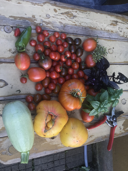 Tomaten verschiedene Sorten, rote Murmel bis gelbe Ananas