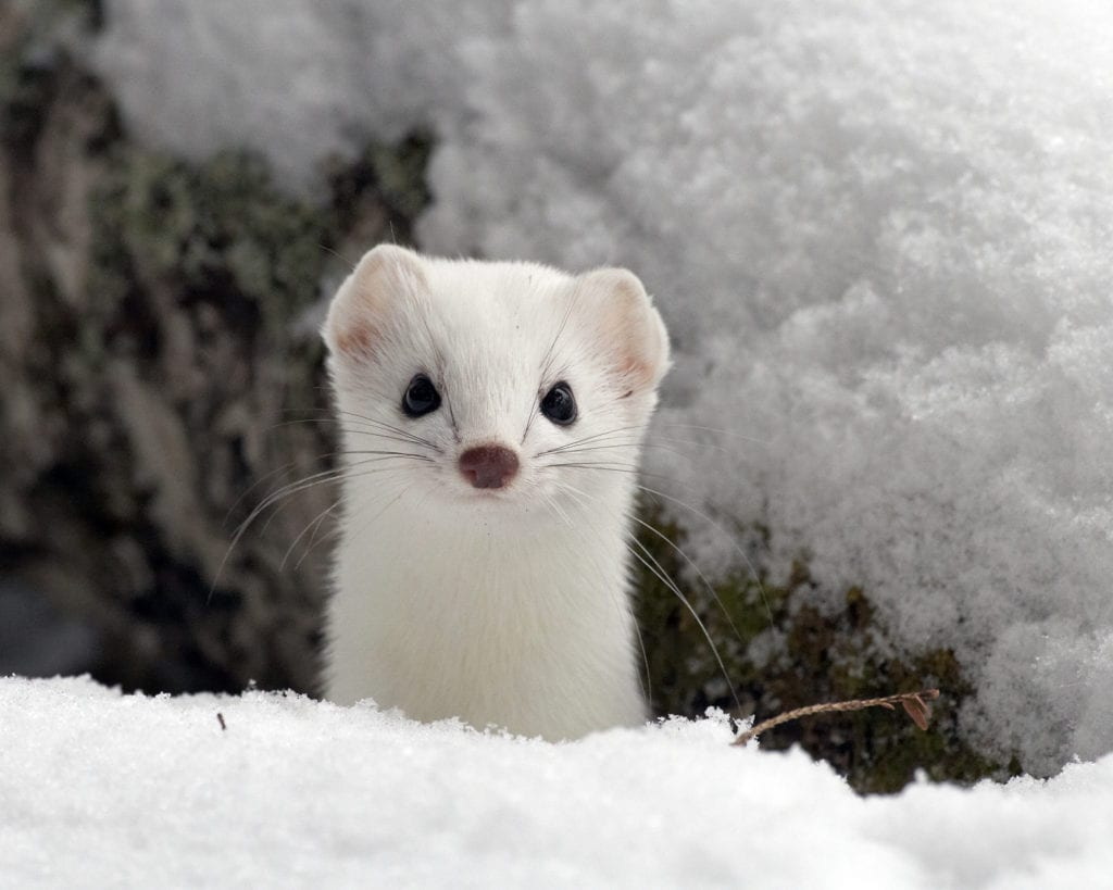 An adorable white stoat, peeking out of a hole in the snow.
