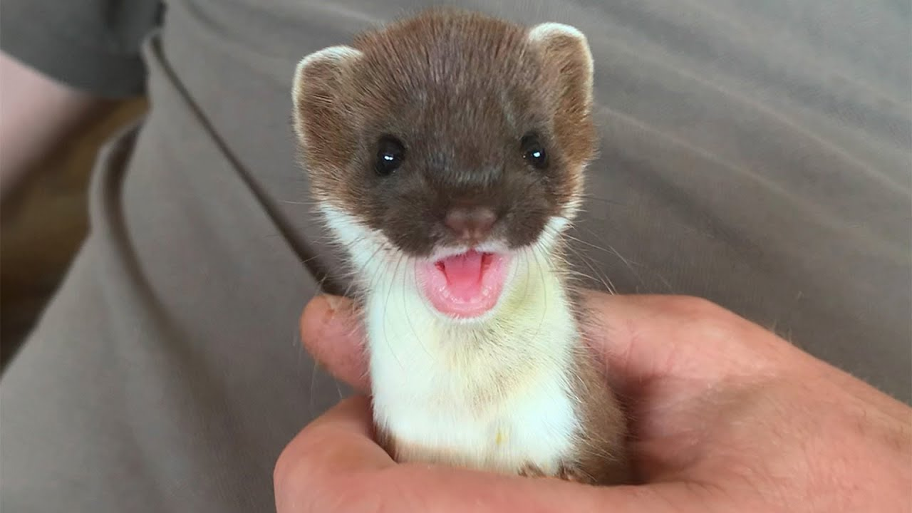 A guy holding a cute little stoat in his hand, who looks like he's smiling.