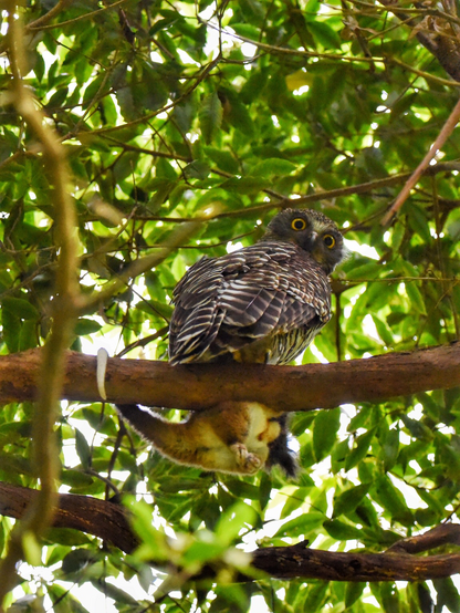 Powerful owl 4m(13’) up a tree with a very unwell Ringtail possum clutched in its vicelike talons. The owl is light brown or milk chocolate in colour with white barring running across its feathers. A mean killing machine.