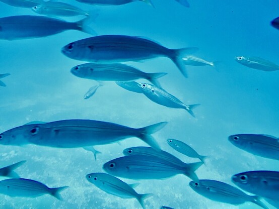 A school of fish in clear blue water