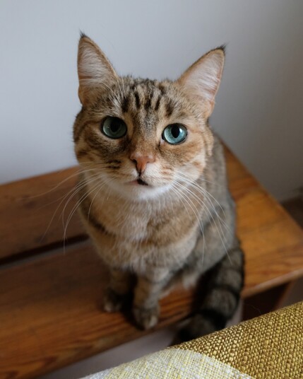 Cat staring at lens