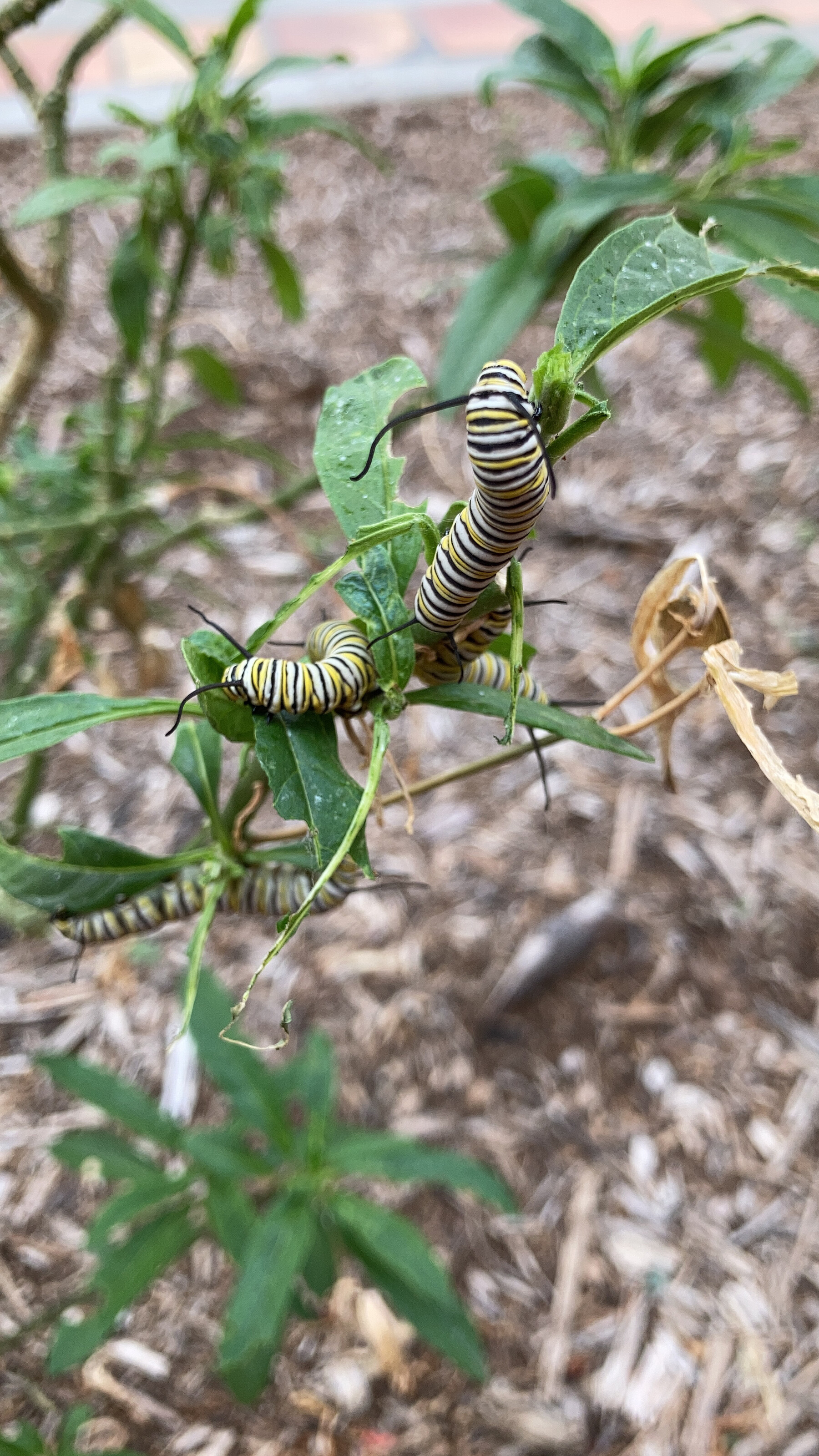 Uncaptioned cover image for post