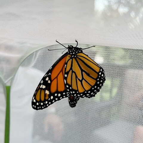 Monarch butterfly hanging from top of net. 
