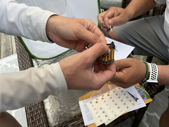 One person holding the monarch and gently pressing the sticker tag onto the wing after a second person in the photo placed the sticker by rolling it off of a toothpick. 