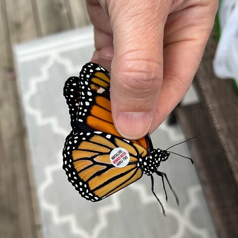 A monarch being held safely by its wings. The sticker tag is visible on the wing.  
