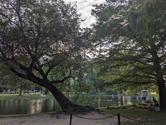 Boston Commons pond seen through some trees.