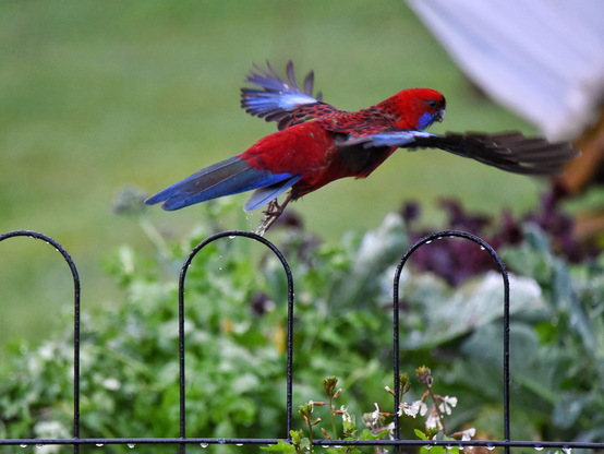 Capture of an adult Crimson rosella just after taking flight, wings spread & feet still dangling. The aspect of the wings shows how birds generate lift with such economy of effort. 