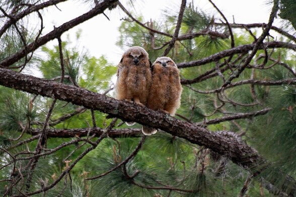 A pair of owls sitting on a branch.