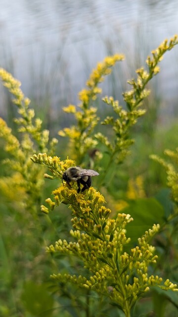 Bumblebee and Canadian goldenrod pollen going at it 