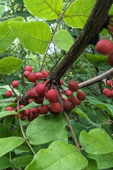 Pricklyash berries (szechuan peppercorns) on their branch have finally ripened red and are expelling their shiny black seeds