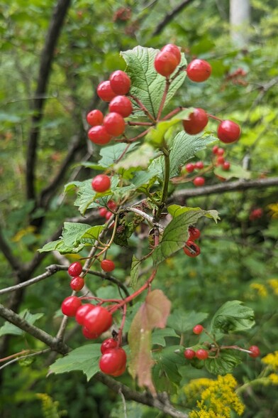 Cranberries just underripened are hanging on their bush in digital clusters 