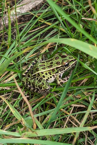 Northern leopard frog with green skin and gilted black spots sits in tall grass in practical camouflage 