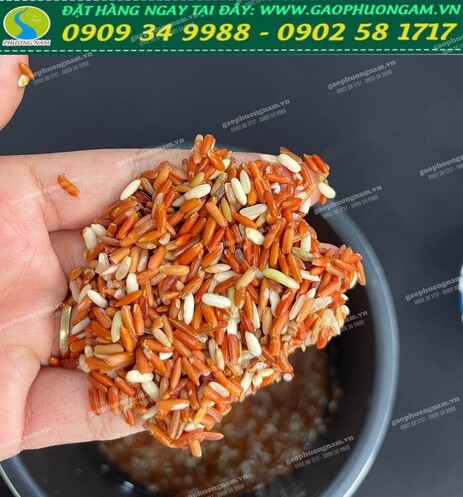 Gạo lứt đỏ Điện Biên
