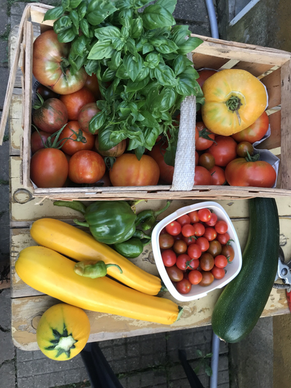 Ein Korb voller Tomaten, daneen Zucchini und Paprika