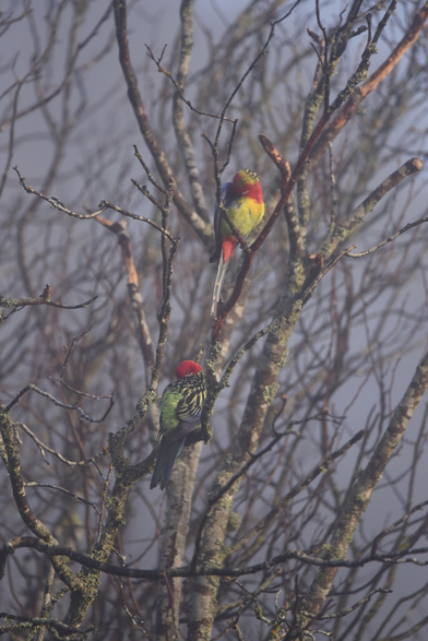 Image of two preening Eastern rosellas facing the rising sun on a misty Wednesday morning, their highly coloured bodies punching through the gloomy grey background. 