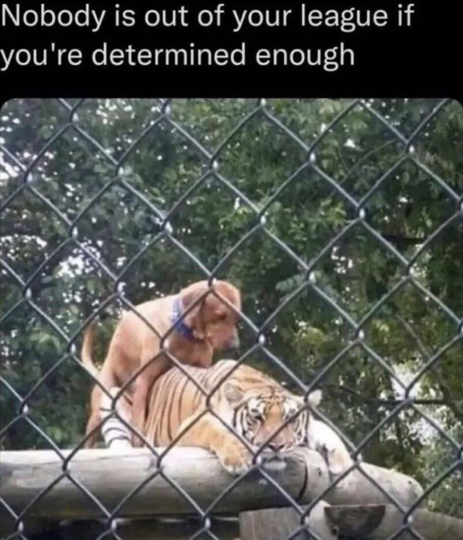 Photo of dog humping a tiger with the words "Nobody is out of your leave if you're determined enough."