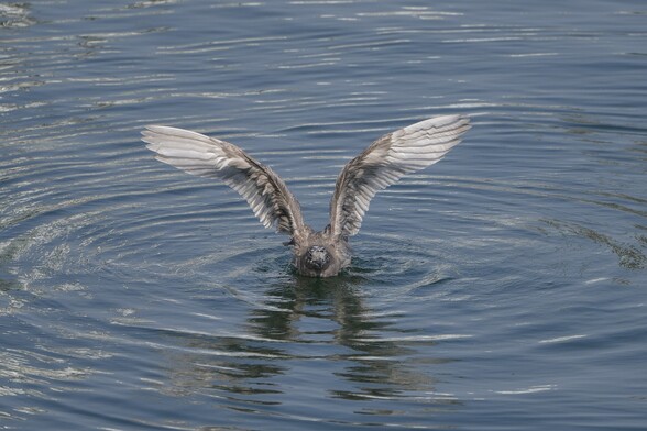 An immature Glaucous-winged Gull, with greyish-brown plumage, is floating on the water facing me and vigorously flapping its huge wings