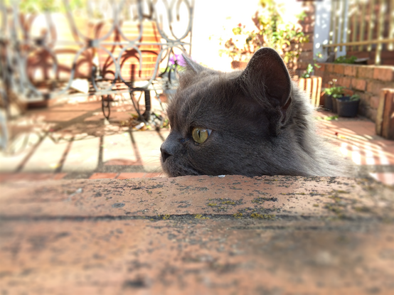 Cat
#beautifulanimal #beautifulanimals #cat #catsofmastodon #head