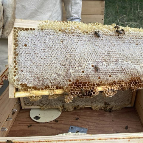 Un rayon extrait du casier, quelques abeilles engourdies encore à sa surface.