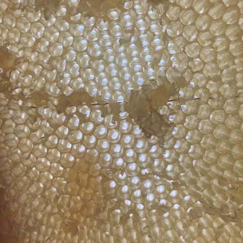 La lumière traversant des alvéoles.