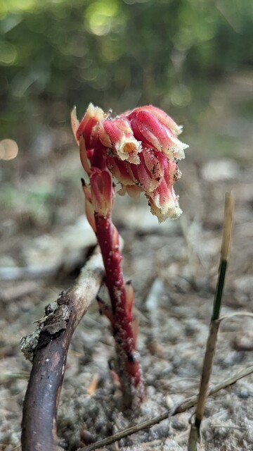 Red pinesap, another type of root fungus pipe, with a blurred soil background