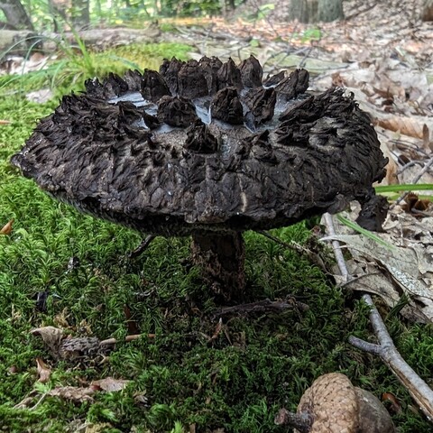 Large "old man of the woods" mushroom cap on a bed of moss with an acorn and other debris