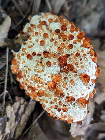 A "bleeding tooth" fungus on a bed of dead oak leaves, which was sitting under a recently toppled tree