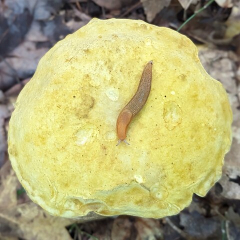 A cute slug on a somewhat slimy yellow mushroom cap