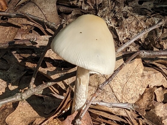 A beige colored mushroom with a thin stem and pointy cap among twigs and oak leaves